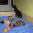 Ukl�d�n� k ve�ern�mu probramu...
