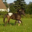 Jumbo Dinio zan pracovat...