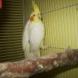 Kubek