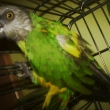 Pepno
