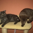 Hettie Igmu Sapa, CZ a Ad�lka z Brtnice, CZ