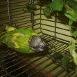 Pepno