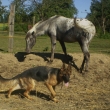 Odry ze Zlobice a Jumbo Dinio