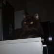 Frederiko Iva Felis