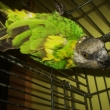 Pepno
