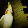 Kubek