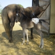 Jumbo Dinio a jeho maminka Lady...