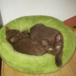 CH Frederico Iva Felis x CAC Kheyla Or Maharal